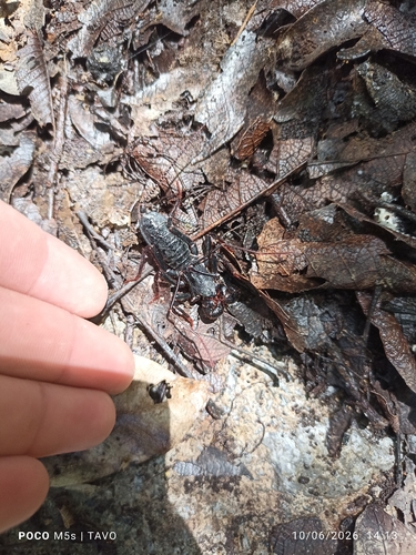 Vinagrillo gigante
