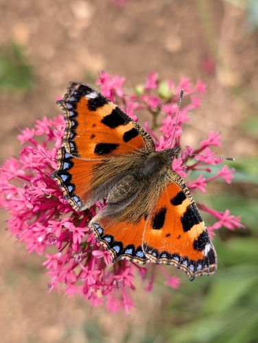 Small Tortoiseshell