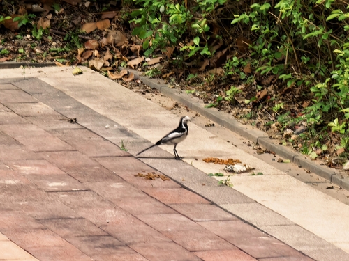 White Wagtail