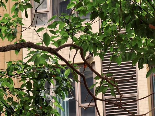 Red-whiskered Bulbul