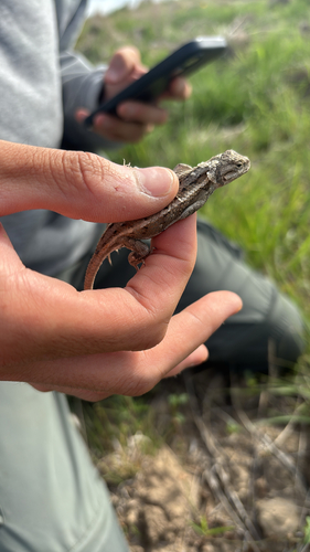 Prairie Lizard
