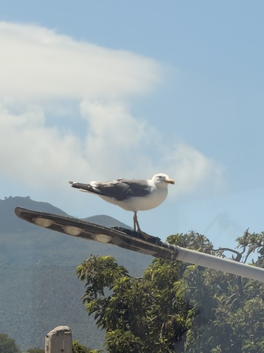 Yellow-legged Gull