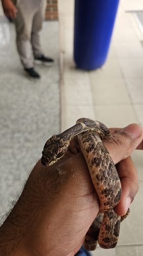 Paraiba Cat-eyed Snake