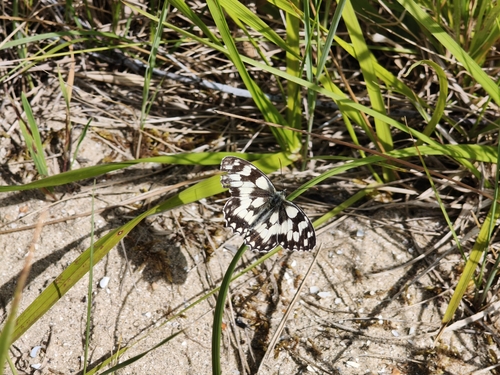 Marbled White