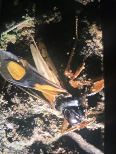 Rasahus hamatus