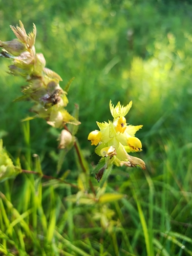 Yellow Rattle