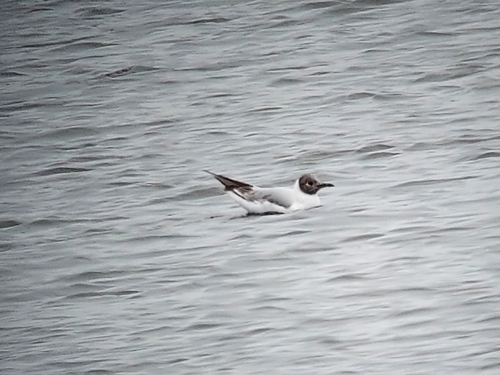 Black-headed Gull