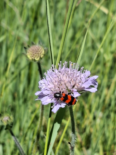 Bee-eating Beetle