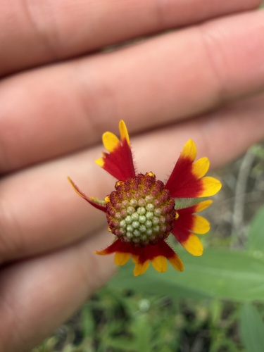 Smallhead Sneezeweed