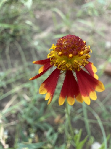 Smallhead Sneezeweed