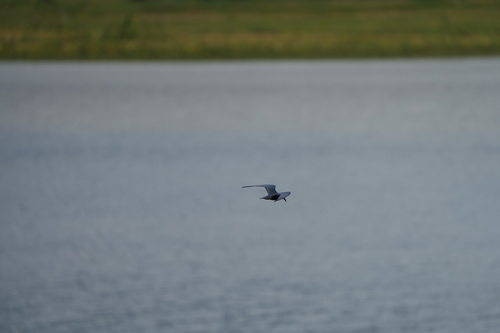 Whiskered Tern