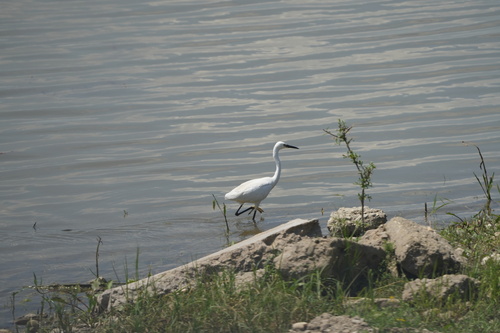 Little Egret