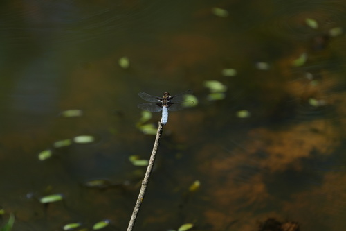 Broad-bodied Chaser