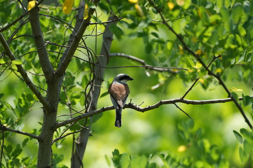 Red-backed Shrike