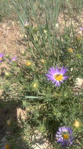 Tahoka daisy