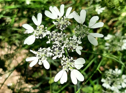 Large-flowered Orlaya