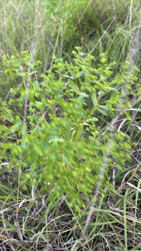 Reticulate-seeded Spurge