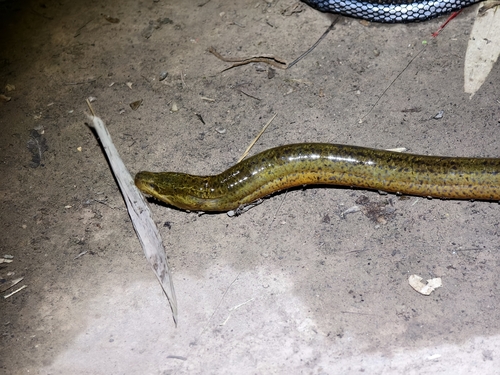 Asian Swamp Eel