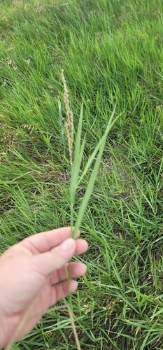 vine mesquite