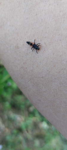 Asian Lady Beetle