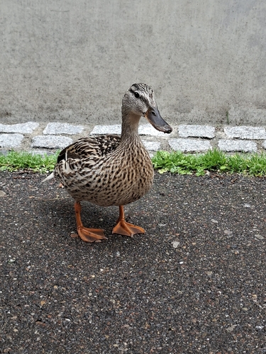 Mallard