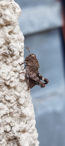 Blue-winged Grasshopper