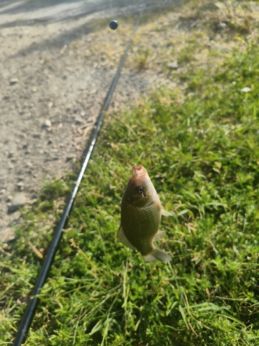 Prussian Carp