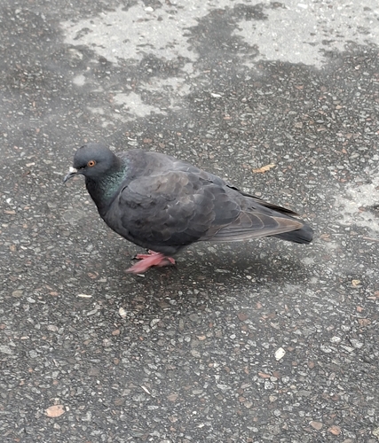 Feral Pigeon