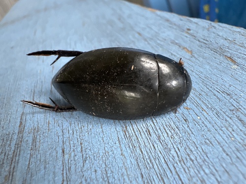 Giant Water Scavenger Beetle