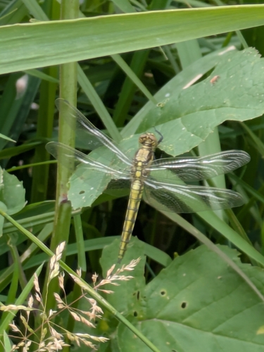 Black-tailed Skimmer