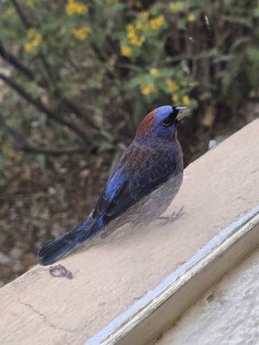 Varied Bunting