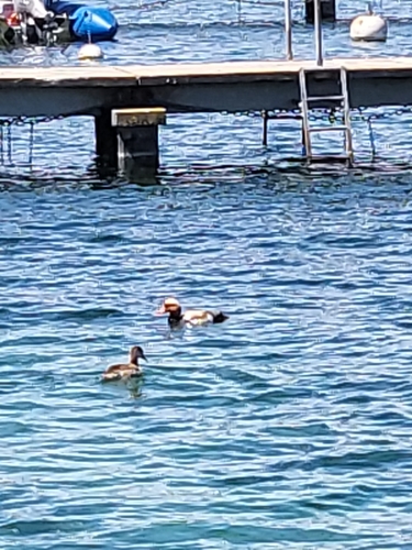 Red-crested Pochard