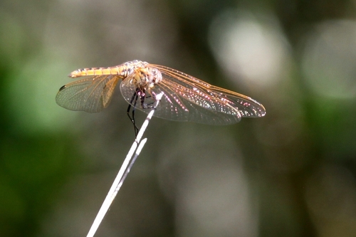 Violet Dropwing