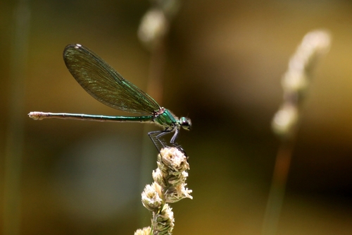 Banded Demoiselle