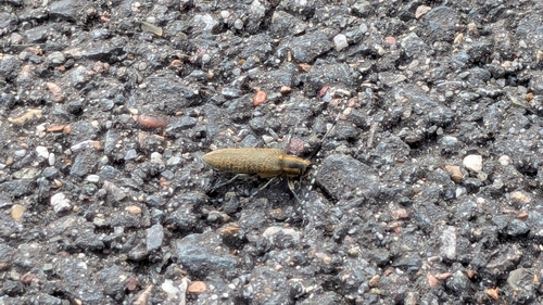 Golden-bloomed Longhorn Beetle
