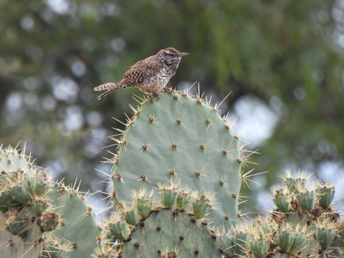 Matraca del desierto