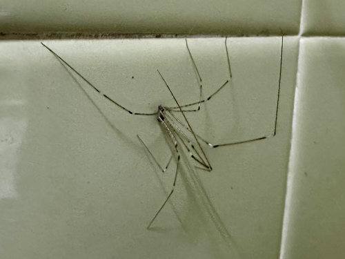 Tailed Cellar Spider