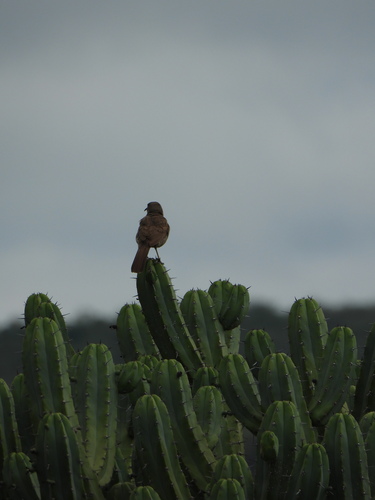 Cuicacoche Pico Curvo