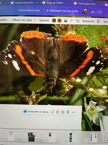 Red Admiral