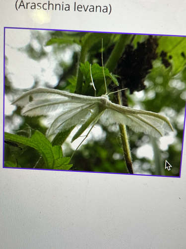 White Plume Moth