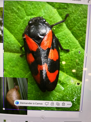 Common Froghopper
