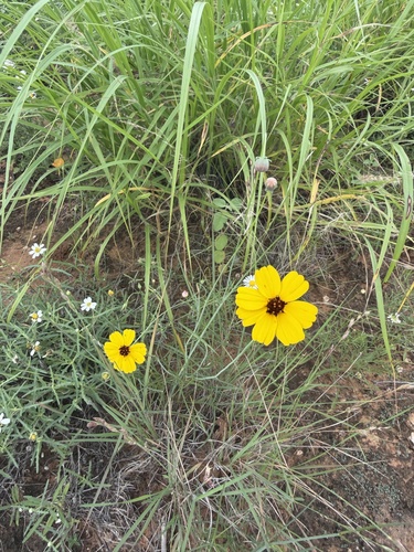 Colorado greenthread