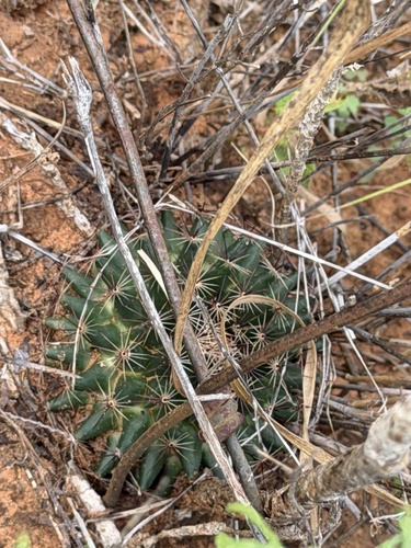 little nipple cactus