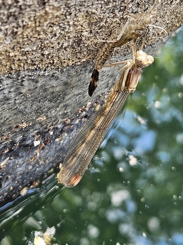 Great Spreadwing