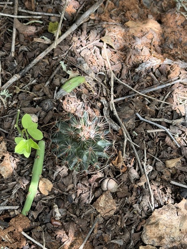 little nipple cactus