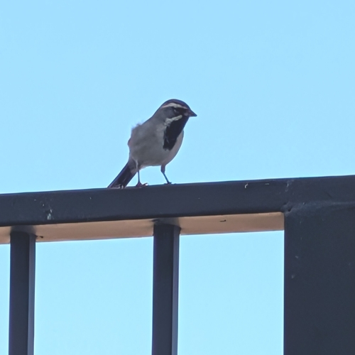 Black-throated Sparrow