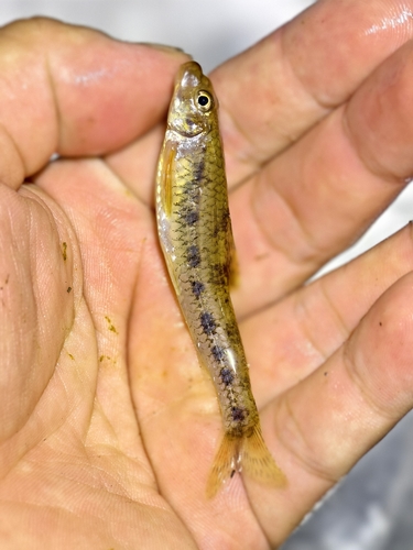 Oriengobio kiatingensis