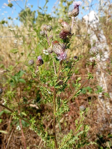 creeping thistle