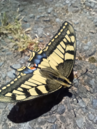 Old World Swallowtail