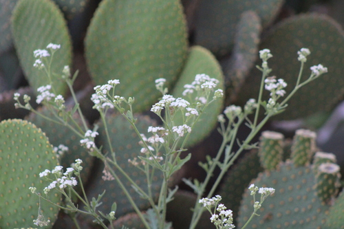 Parthenium confertum